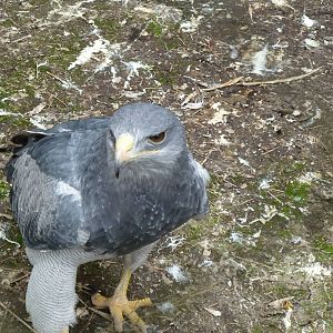 De Oliemeulen - Chilean eagel (female)