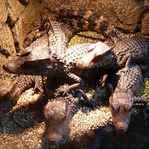 De Oliemeulen - Cuvier's dwarf caiman