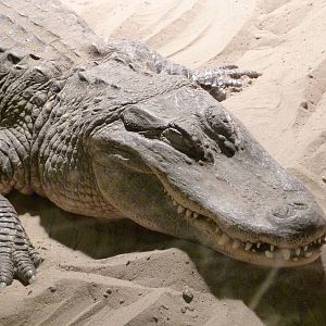 De Oliemeulen - Mississippi Aligator