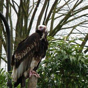 De Oliemeulen -White-headed vulture