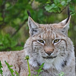 NORTHERN LYNX