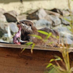 ORIENTAL SHORT CLAWED OTTER