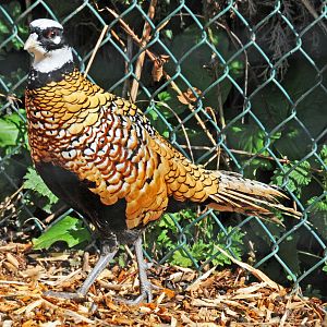 REEVES PHEASANT