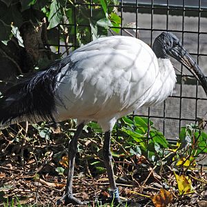 SACRED IBIS