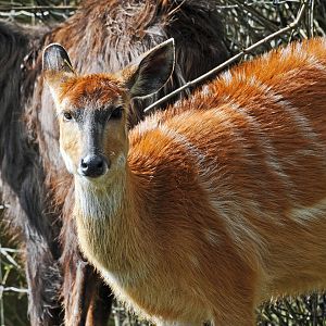 SITATUNGA FEMALE