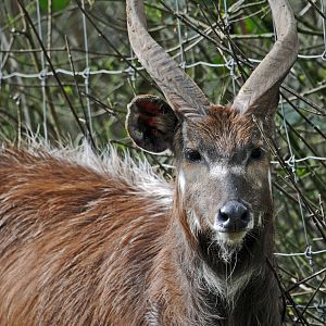 SITATUNGA MALE