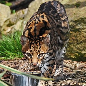 OCELOT