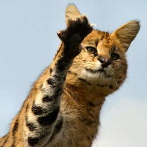 Malawi the Serval