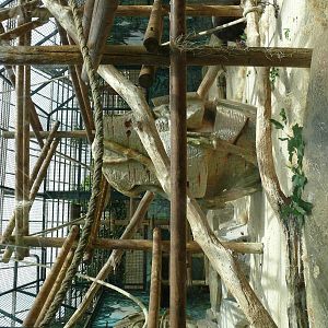 Orang-utans indoor exhibit