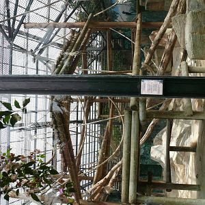 Orang-utans indoor exhibit