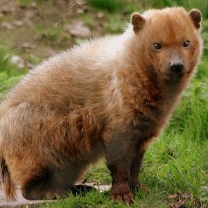 Bush dog; Dudley Zoo; 2nd April 2011