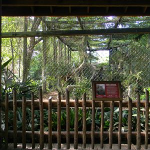 Amur Leopard Exhibit
