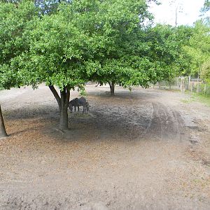 Grevy's Zebra Exhibit