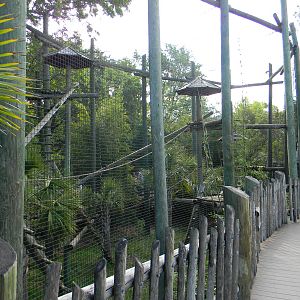 Angolan Colobus Exhibit