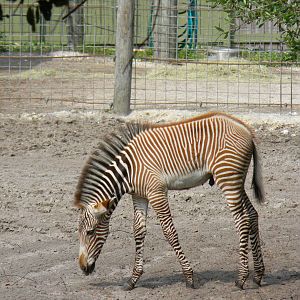 Zebra Foal