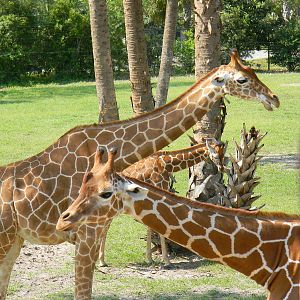 Three Heads are Better Than One