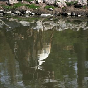 arabian oryx reflection