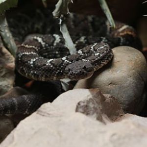 arizona black rattlesnake