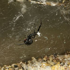 black widow spider