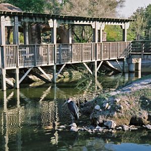 boardwalk and viewing platform