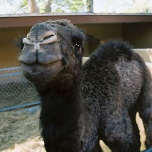 baby dromedary - dark morph