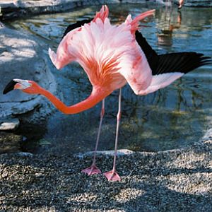 american flamingo