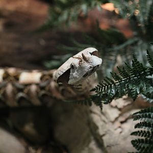 gabon viper on the move