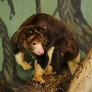 matschies tree kangaroo