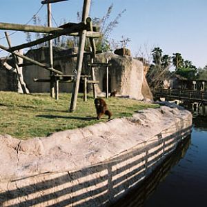 orangutan exhibit