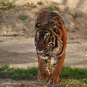 sumatran tiger