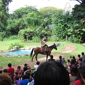 Kings of the Skies show - Mongolian falconer