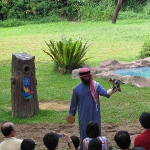 Kings of the Skies show - Arab falconer