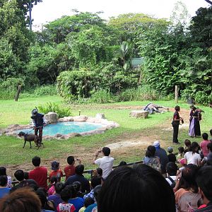Kings of the Skies show - Medieval falconer with hunting dog