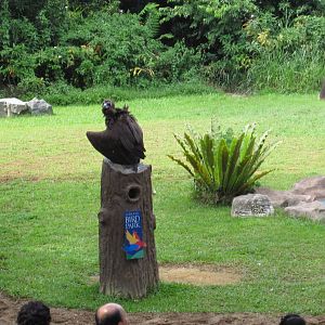 Kings of the Skies show - Cinereous vulture