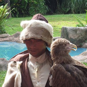 Kings of the Skies show - White-tailed sea eagle