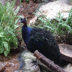 Congo Peafowl