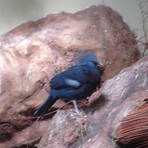 Victoria Crowned Pigeon