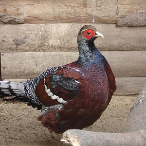 Hume's Pheasant