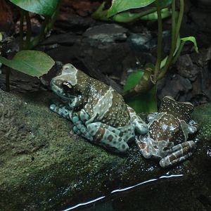 Amazon Milk Frog