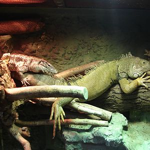 Gold tegu and green iguana