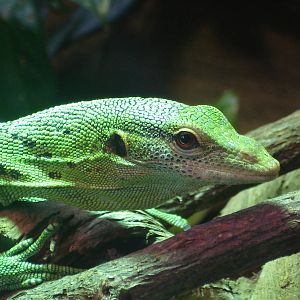 Emerald tree monitor