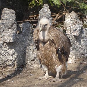 Griffon Vulture