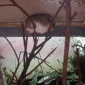 Black-tailed Tree Rat