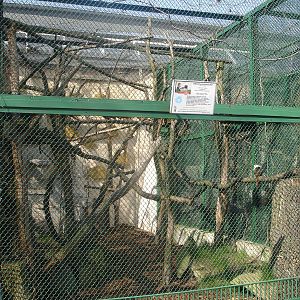 Tamarins exhibit