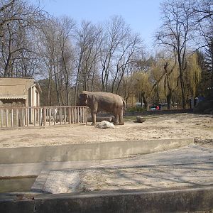 Asian elephant - Magda