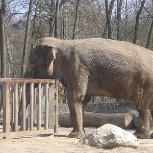 Asian elephant - Magda