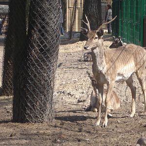 Persian Fallow deers