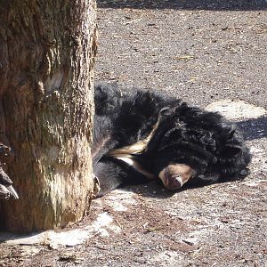 Asian Black Bear