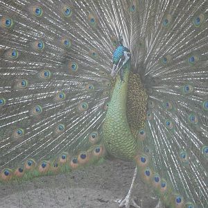 Green Peafowl
