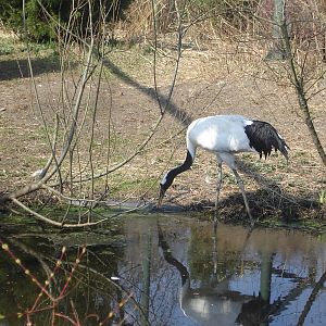 Red-crowned Crane